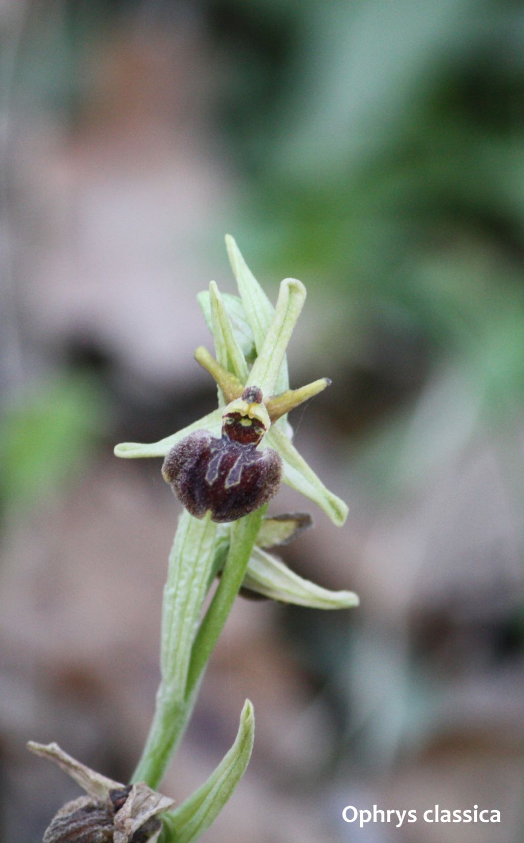 Ophrys minipassionis nell''Appennino Tosco-Emiliano